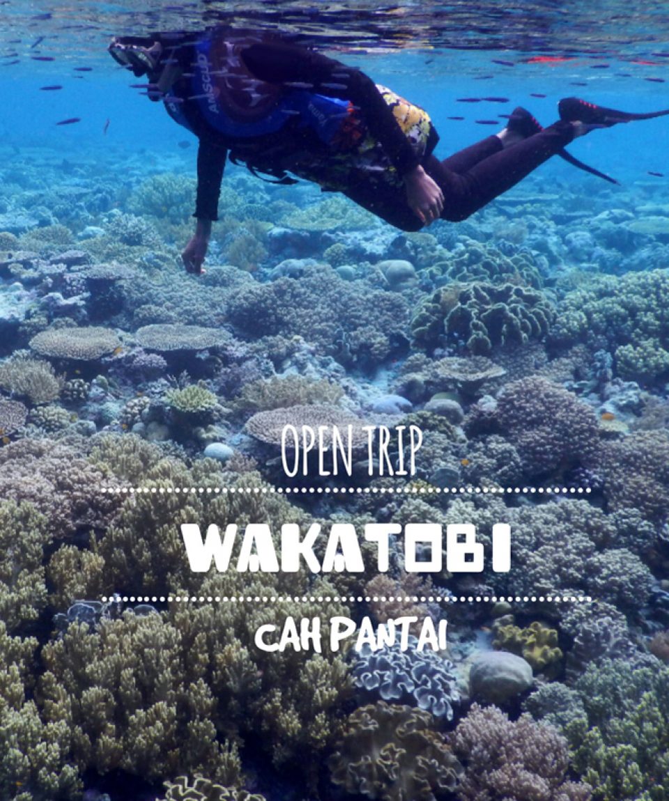 Resize_Logopit_Wakatobi